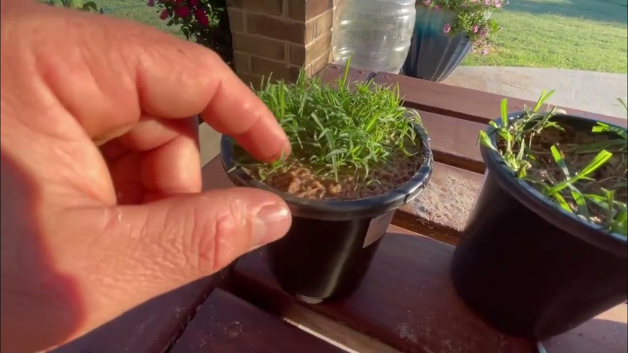 Yukon bermuda seed vs Sodded bermuda - YouTube