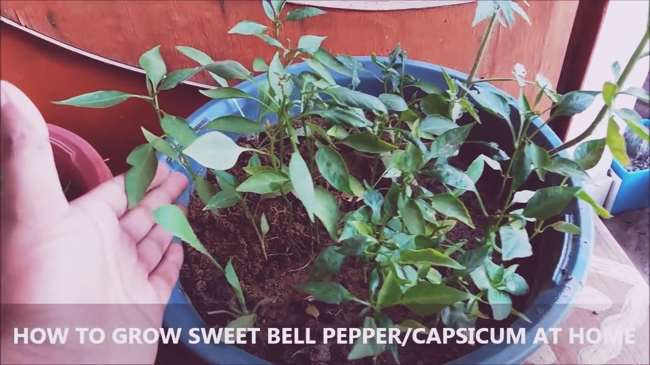 Bell Pepper Grow At Home _ How to Grow Bell Peppers from Fresh Seeds? A ...