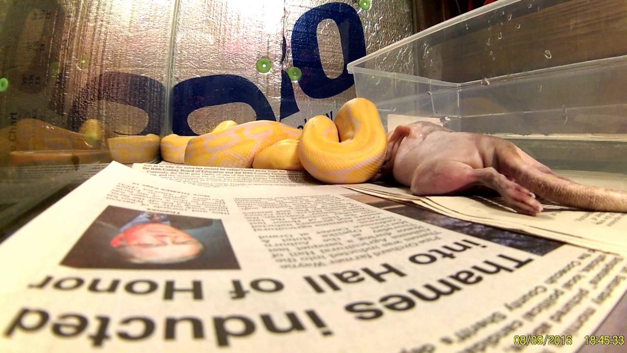 #livetruly SHOULD I STAY OR SHOULD I GO ??????????????