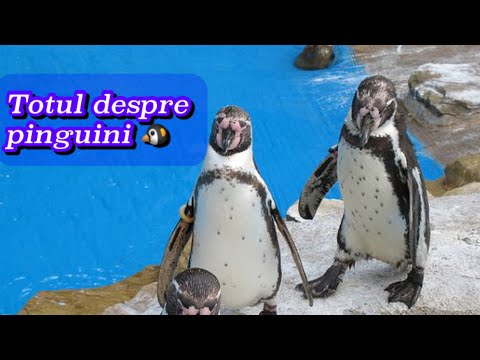 🐧 Totul despre Pinguini | Curiozitati | Caracteristici 🐧