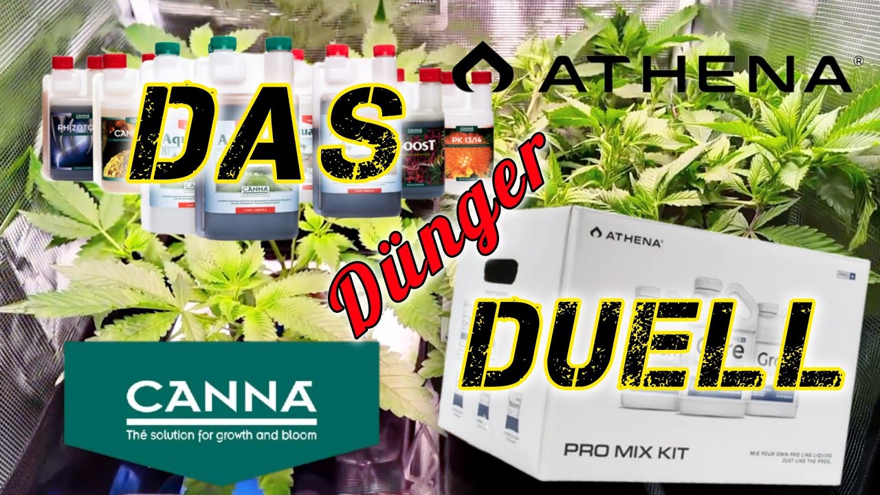 CANNA vs. ATHENA | In HYDRO von KLON durch VEGETATIVE PHASE bis Umstellung BLÜTE | Season 3 - Ep. 3