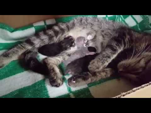 Video: Kaķu Grūtniecība Un Dzimšana Pazīmes, Kaķu Grūtniecības Ilgums Un Citi