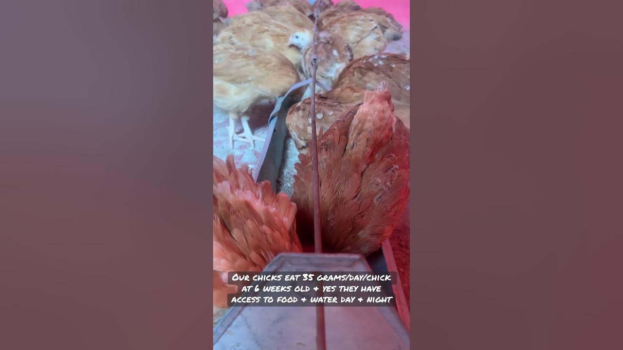 do-6-week-old-chicks-need-food-at-night-chicken-chicks-babychick
