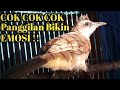 Suara Cok Cok Trucukan Muda Bikin Emosi Lawan Cocok Untuk Pancingan Trucukan Bahan