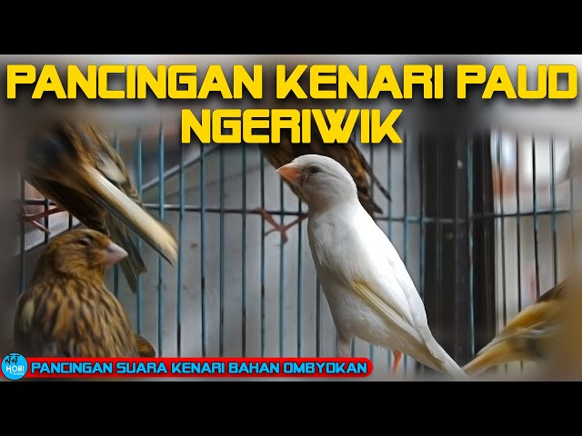 Pancingan kenari paud ngeriwik | Pancingan kenari Ombyokan class=