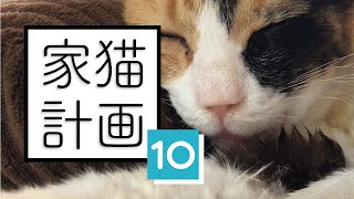 猫風邪と口内炎でミケはご飯が食べられない┆保護8日目【 #のらねこ家猫化計画 ⑩ 】 by ねことまひる 177,003 views 4 years ago 5 minutes, 51 seconds