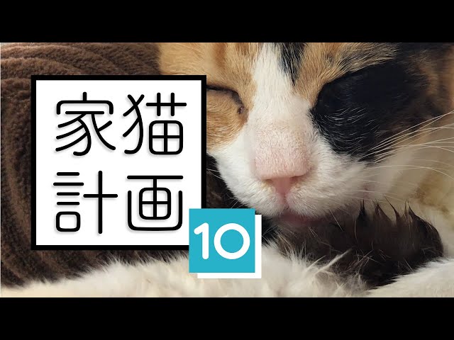 猫風邪と口内炎でミケはご飯が食べられない┆保護8日目【 のらねこ家猫化計画 ⑩ 】