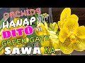 SAWA KA SA ORCHIDS DITO SA GREEN GATE FARM #plants #garden #orchids #plantita