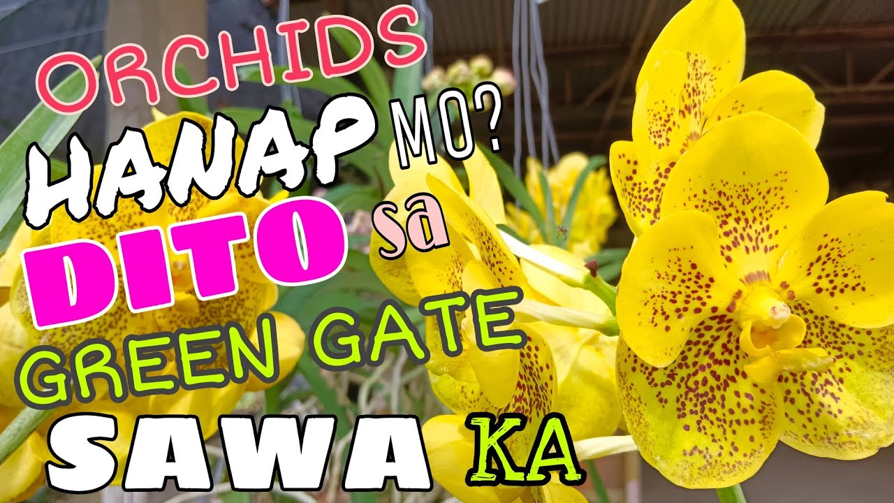 SAWA KA SA ORCHIDS DITO SA GREEN GATE FARM #plants #garden #orchids #plantita