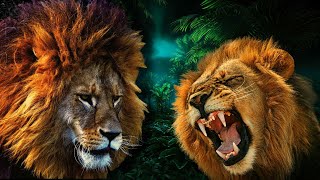 Roaring facts about the regal big cat! The powerful roar of a lion