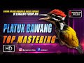 platuk bawang || TOP MASTERING MURAI BATU