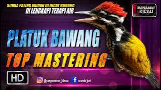 platuk bawang || TOP MASTERING MURAI BATU