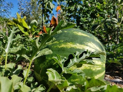 Video: Crimson Sweet Watermelon Care: cómo cultivar sandías Crimson Sweet