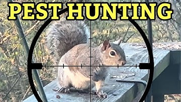 Squirrel Pest Control | FX Leopard .22 PCP ￼| Quiet Hunting with new Moderator ￼