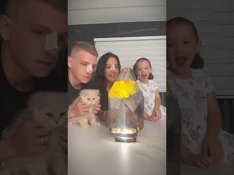 تريند الكركم مع مارشملو