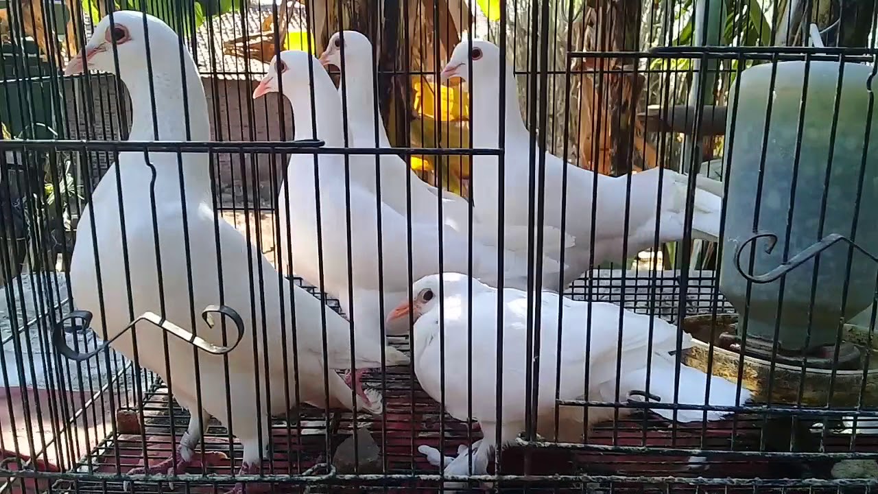 Burung Merpati 