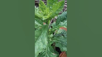 Loại rau mọc dại có tác dụng ngừa ung thư, tốt sức khoẻ| Rau Cải Trời| Hằng Lê HG85