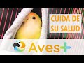 Aves+ nuestra marca de complementos y suplementos para aves | Agroanimal