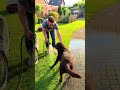 Badetag #tiktok #labrador #retreiver #puppy #dog #love #baden #garten