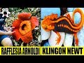 Download Extraordinary Jungle Discoveries That Are Simply Amazing Extraordinary Jungle Discoveries That Are Simply Amazing