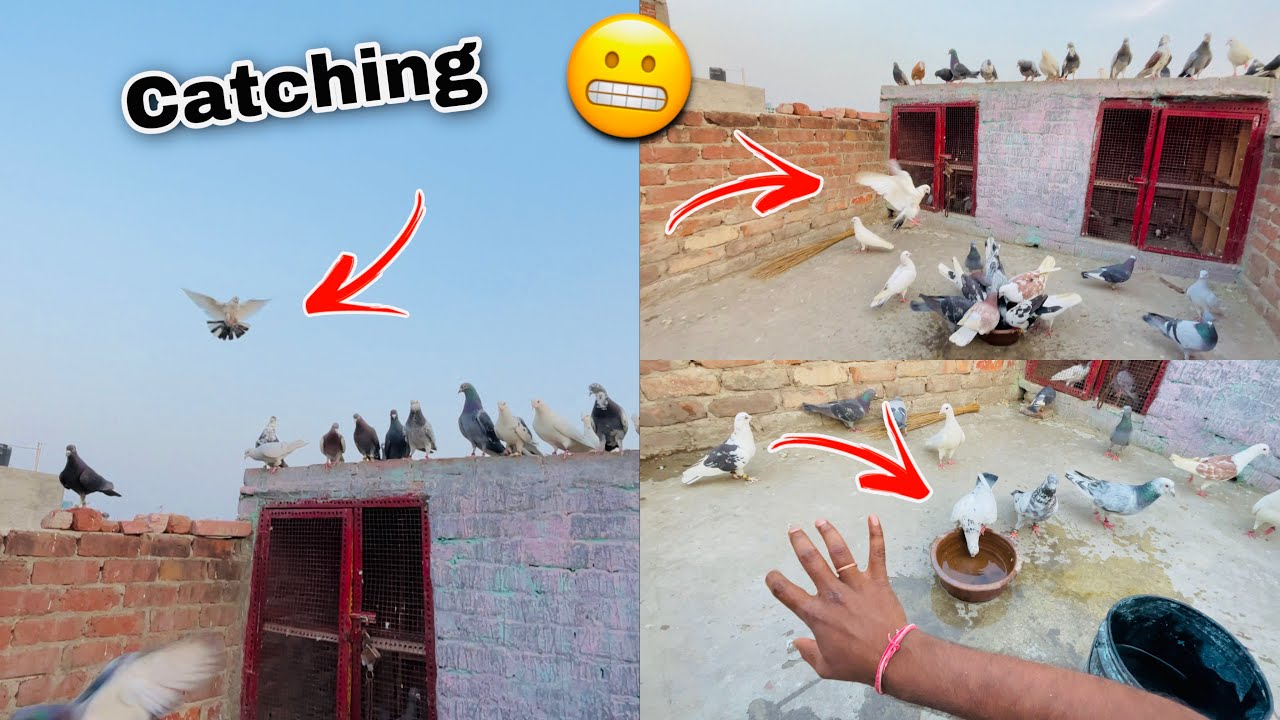 Kafi Din Bad Kabootar Pkda 🥰