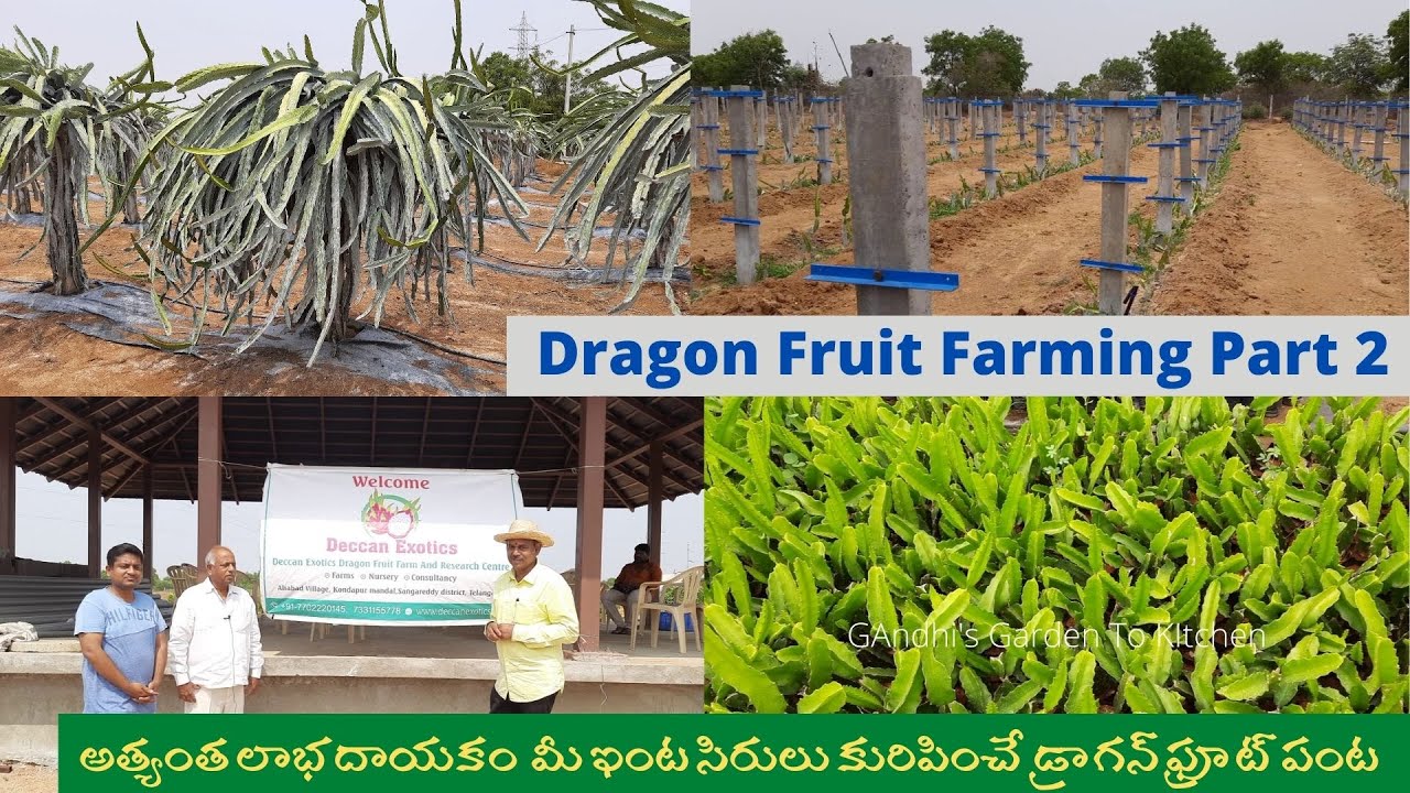 అత్యంత లాభదాయకం మీ ఇంట సిరులు కురిపించే డ్రాగన్ ఫ్రూట్ పంట Dragon Fruit farming part2