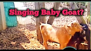 Singing Baby Goat?