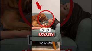 Top 5 Most Loyal Dog Breeds in the World 🐶 (Number 1 Will Shock You!)