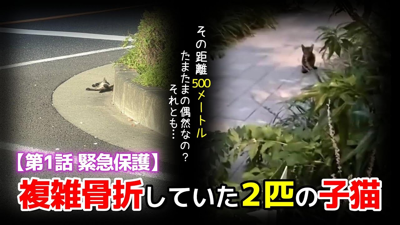 【神戸保護猫】複雑骨折していた2匹の子猫を緊急保護　500メートルの距離が示す真実とは…