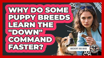 Why Do Some Puppy Breeds Learn The "down" Command Faster? - Obedient Dog Guide