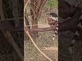 w #wildlife #youtubeshorts #youtubeshorts #animals #africa #africa #wildanimals