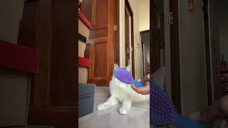 Download Lagu Ciki Ada Teflon… MP3