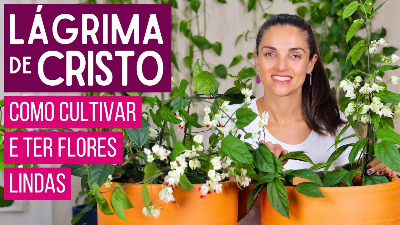 TREPADEIRA LÁGRIMA de CRISTO - COMO CULTIVAR e FAZER FLORIR no VASO
