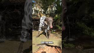 Italian Greyhound Aspiring to be a Dalmatian #dogs