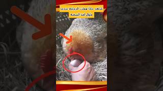 شاهد ماذا فعلت الدجاجة عندما أراد أخذ البيضة ‼️ #shortvideo #shorts #short