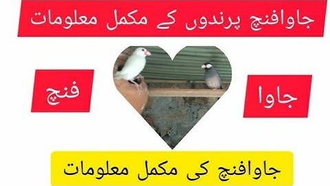 Java finch complete information in Urdu and hindi interested story