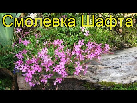 Video: Smolevka Jenisejus