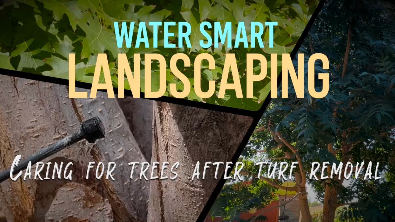 🌳💦 Tree Care Tips for Landscape Conversions! Avoid Common Mistakes! 🚫🏡 ...