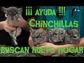 CHINCHILLAS EN BUSCA DE NUEVO HOGAR