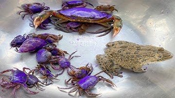 Kem Ốc và cua Chanel ra ngõ bắt các con vật màu sắc: cua khổng lồ tấn công, cá sấu, ốc sên, con bò.