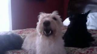 Scotties Howling