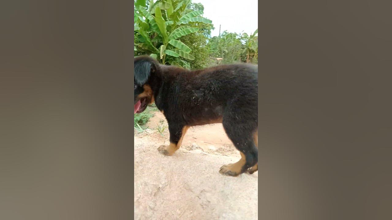 mr-dam-dog-lonely-shorte-youtube