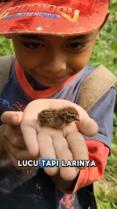 Aku Nemu Bayi Burung Puyuh, Tapi Kok Larinya Kayak Naruto?!