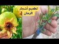 الشرح المفصل والممل لتطعيم أشجار الرمان التعرف على موعد تطعيم أشجار الرمان بالقلم الشقي الشرح المفصل والممل لتطعيم أشجار الرمان التعرف على موعد تطعيم أشجار الرمان بالقلم الشقي