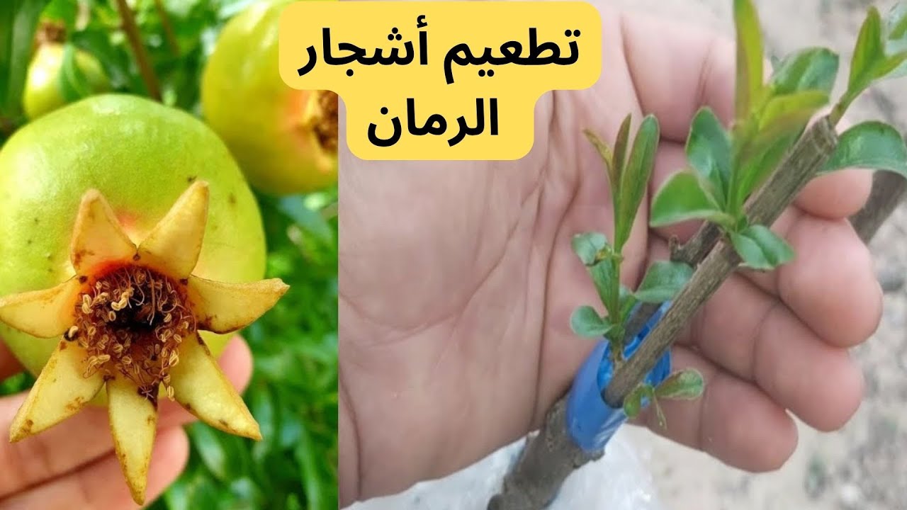 الشرح المفصل والممل لتطعيم أشجار الرمان /التعرف على موعد تطعيم أشجار الرمان بالقلم الشقي.