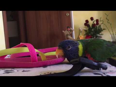 Pippi Lori Arcobaleno Scema Nonostante Il Caldo Youtube