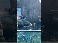 BABY SEA OTTERS PARTY #usa #travel #summer #nature #music #turkey #animal #dance #america #kids #zoo