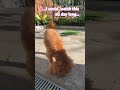 #cuteanimal #puppy #petsrule #cutepet #cute #poodle #cute #puppy #cute #petshub #poodle #petsrule #