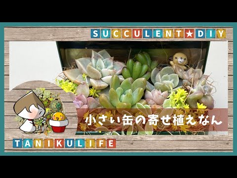 多肉植物】よく見る100圴缶を鉢に寄せ植え【succulent】 - YouTube