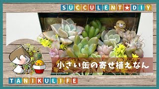 多肉植物】よく見る100圴缶を鉢に寄せ植え【succulent】 - YouTube